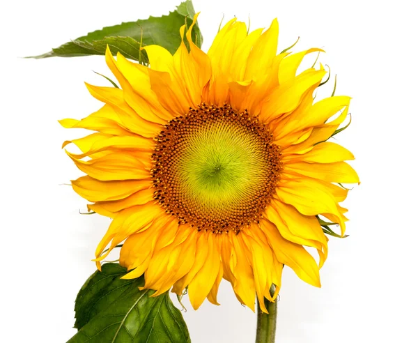Gele bloem zonnebloem op witte achtergrond — Stockfoto