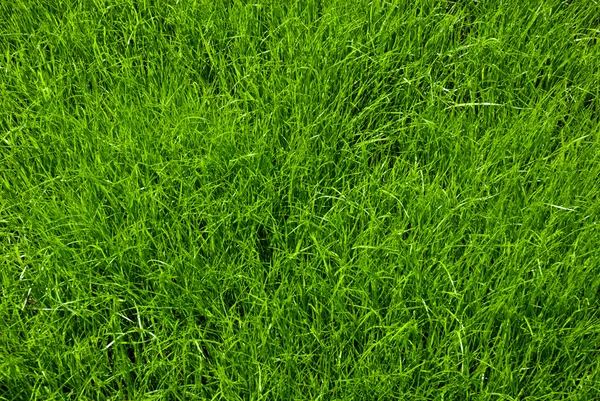 Texture of grass — Stock Photo, Image