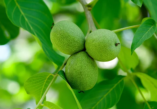 Walnuts on a tree — Stock Photo, Image
