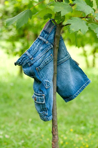 Modré džíny visí na stromě — Stock fotografie