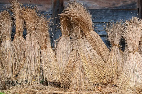 Шківи колінчастих валів пшениці — стокове фото