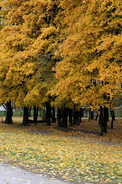 秋天的公园 — 图库照片