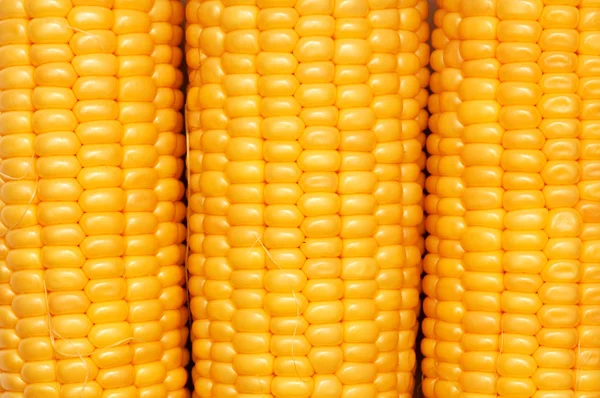 Patroon van de achtergrond van de maïs — Stockfoto