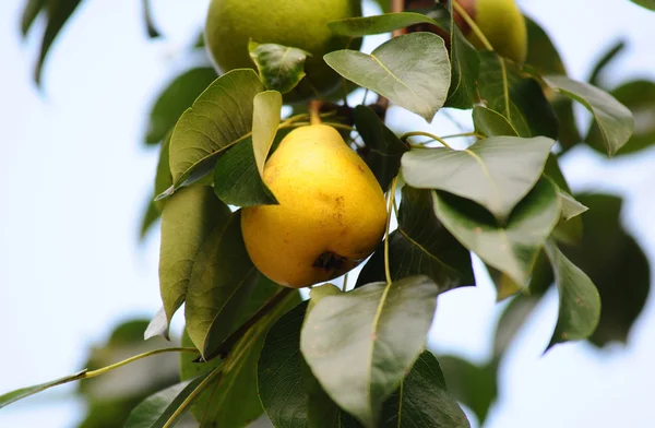 木の上で梨 — ストック写真