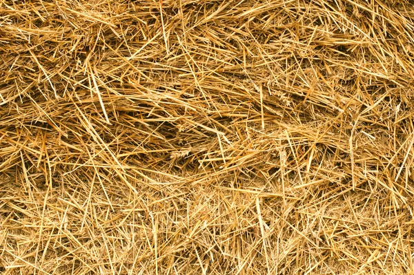 Straw texture — Stock Photo, Image
