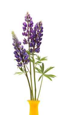 Lupin Flowers In Vase clipart