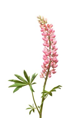 Pink Lupine Flower On White clipart