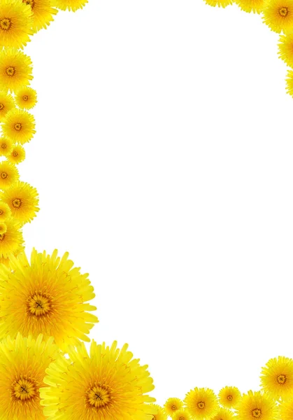 Yellow Dandelions Frame — Stock Photo, Image