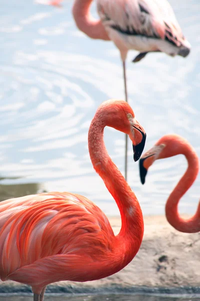 Flamingo's op strand — Stockfoto