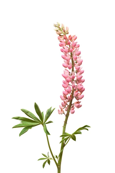 白地にピンクのルピナスの花 — ストック写真