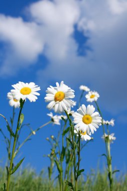 oxeye papatya çiçekleri