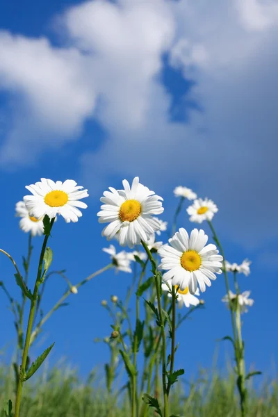 Oxeye daisy blommor — Stockfoto