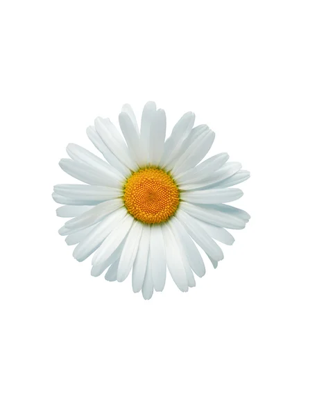 Oxeye daisy i vitt — Stockfoto