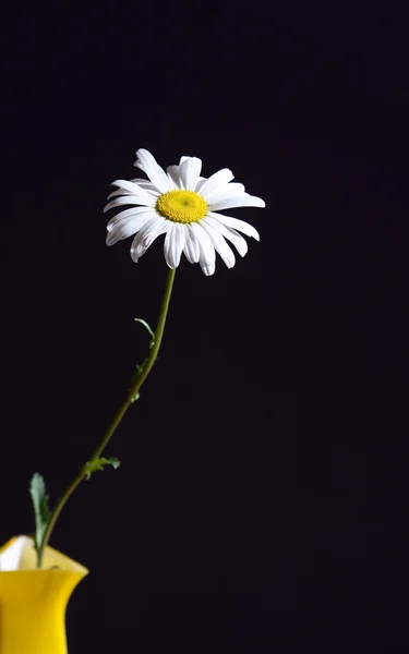 Oxeye daisy v váza — Stock fotografie
