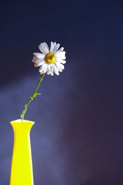 Oxeye daisy v váza — Stock fotografie