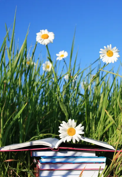 여름 독서 — 스톡 사진