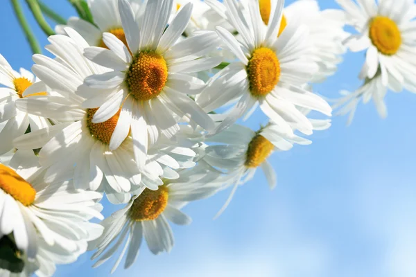 Ox-Eye Daisy Flowers — Stock Photo, Image