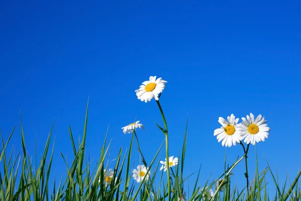 Oxe-eye daisy blommor — Stockfoto