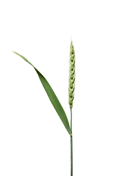 Ear Of Wheat — Stock Photo, Image