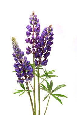 Purple Lupine Flowers On White clipart