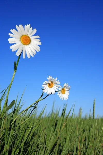 Oxe-eye daisy blommor — Stockfoto