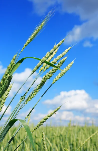 Green Wheat — Stock Photo, Image