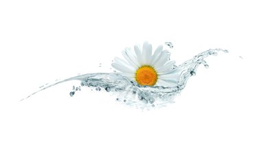 Daisy In Water clipart