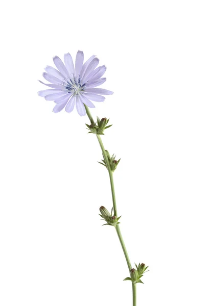 Blaue Wildblume — Stockfoto
