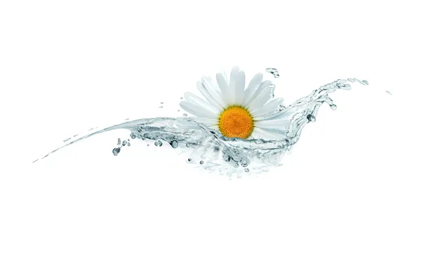Daisy In Water — Stock Photo, Image