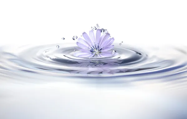 Flower In Water — Stock Photo, Image