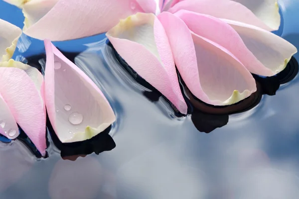 Лепестки роз на воде — стоковое фото