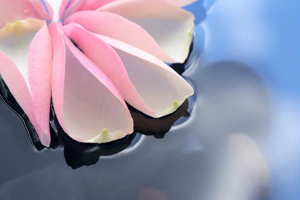 Лепестки роз на воде — стоковое фото