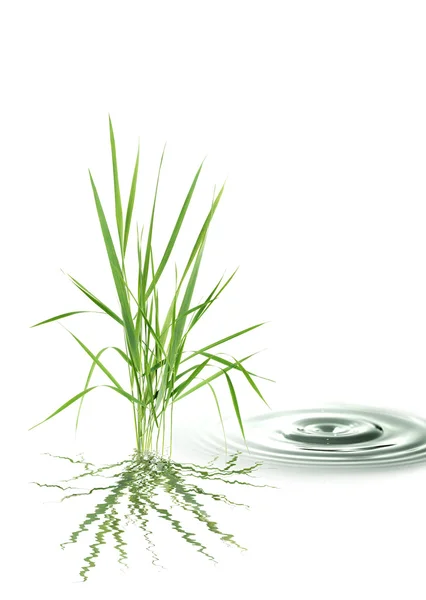 Grass On Water — Stock Photo, Image