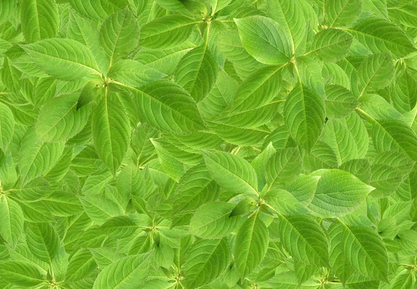 stock image Green Leaves Background