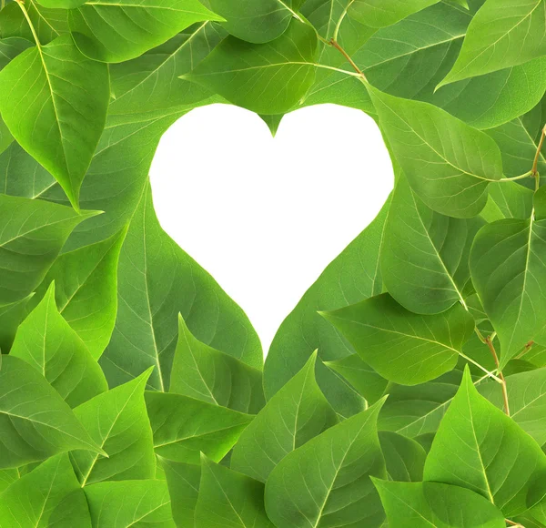Herzrahmen in Blättern — Stockfoto