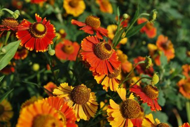 Helenium