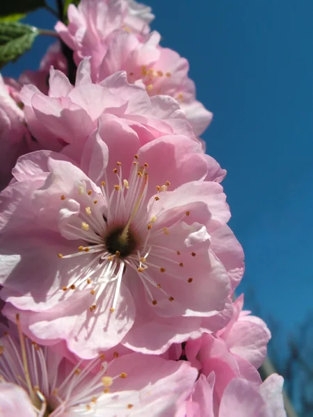 Fleurs Prune — Photo