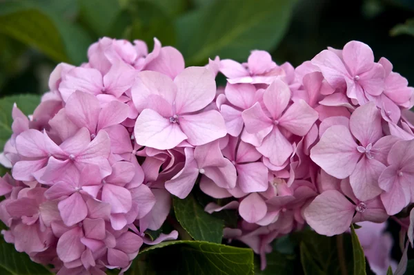 stock image Flowers