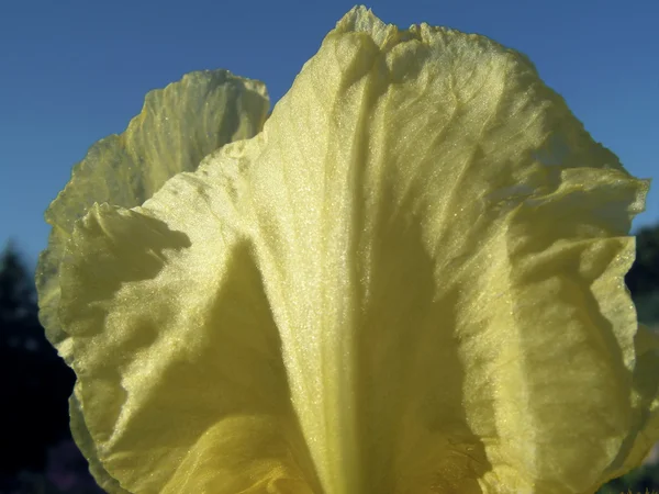 Çiçek iris — Stok fotoğraf