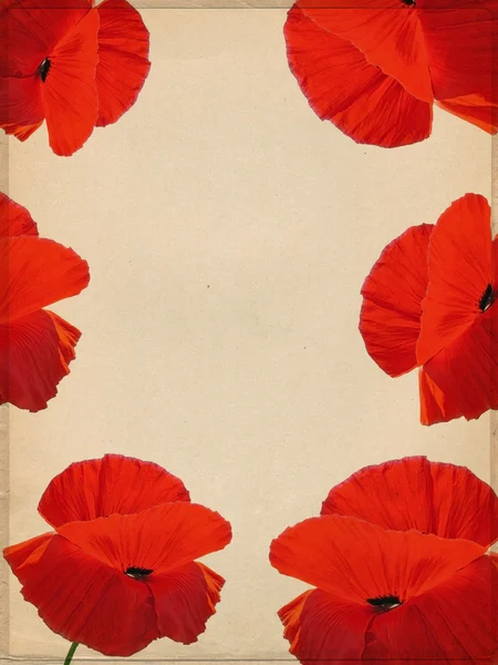 Floral papier — Stockfoto
