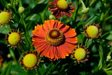 Helenium