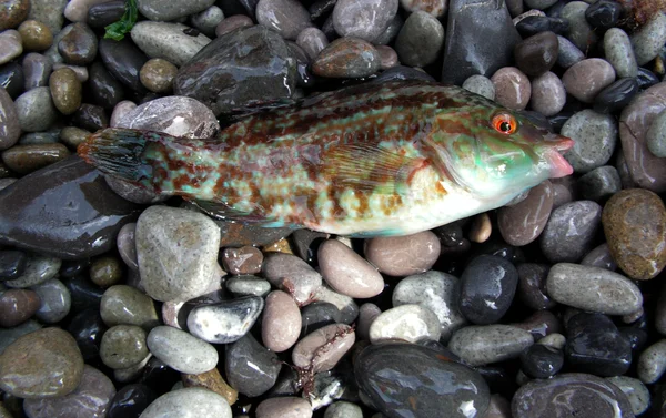 stock image Wet Fish