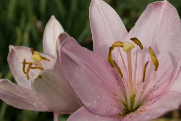 Blomma lily — Stockfoto