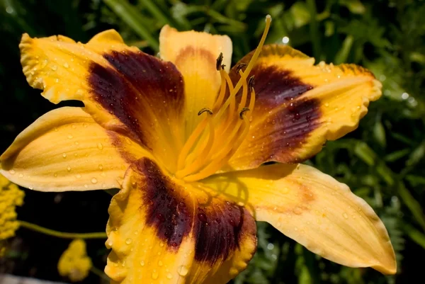 Kwiat lilia — Zdjęcie stockowe