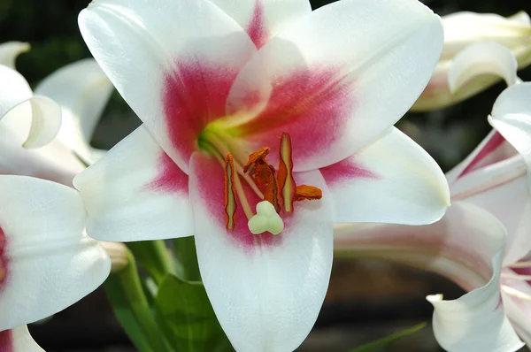 Цветочная лилия — стоковое фото