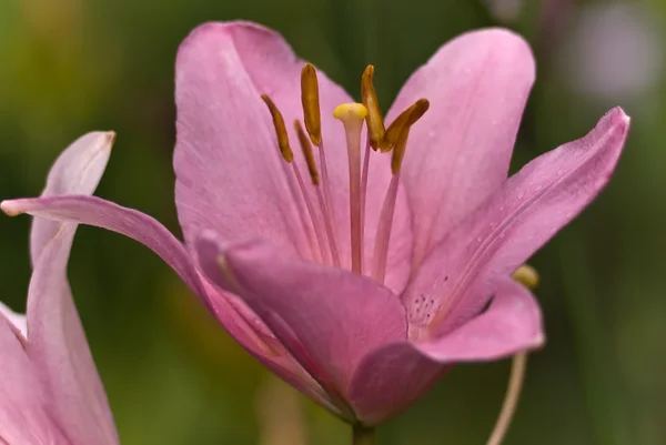 Blütenlilie — Stockfoto