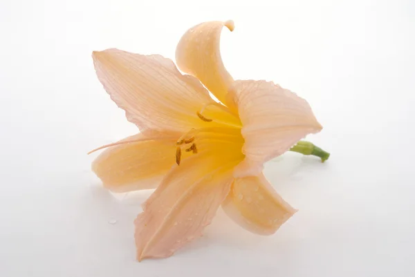 Day Lily — Stock Photo, Image