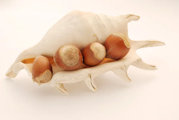 Sea shell and nuts — Stock Photo, Image