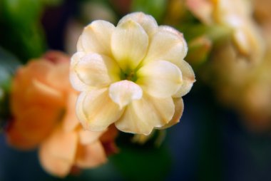 Succus Kalanchoes