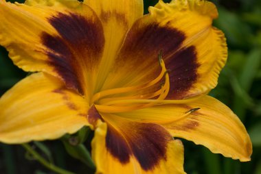 Daylily